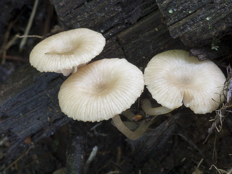 Entoloma politum